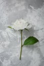 Peony on a background of marble, photographed in the daytime.