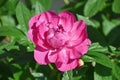 Peony blooming in early morning dew Royalty Free Stock Photo