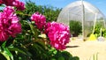 Peony blooming. Red peony bush on the background of polycarbonate arched greenhouse in a bright sunny day in the garden