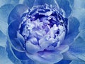 Peony blue flower. Macro. Motley big flower. Background from a flower. Royalty Free Stock Photo