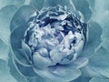 Peony blue flower. Macro. Motley big flower. Background from a flower. Royalty Free Stock Photo