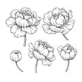 Peony botanical drawing. Vector hand drawn engraved flower set.