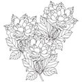 Peony bouquet. Vector. Coloring book page for adults. Hand drawn artwork. Royalty Free Stock Photo