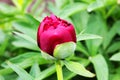 Peony bud