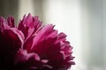 The peony bud with dew drops. Pink flower with water drops Royalty Free Stock Photo