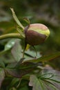 Yellow peony bud in German garden Royalty Free Stock Photo