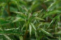 Peony bud unopened on a bush close-up in raindrops. Home gardening, growing and caring for plants