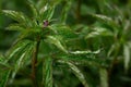 Peony bud unopened on a bush close-up in raindrops. Home gardening, growing and caring for plants