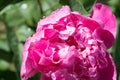 Peony bud in water drops after a rain Royalty Free Stock Photo