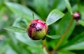 peony buds with crawling ants Royalty Free Stock Photo