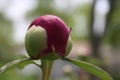 Peony Bulb 2019 V