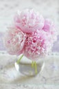 Peony bunch Royalty Free Stock Photo