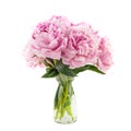 Peony bunch isolated on white background Royalty Free Stock Photo