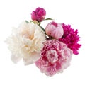 Peony bunch isolated on white background