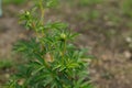 Peony bush in countryside garden. Peony stem with buds. Biodiversity and landscaping garden flower beds