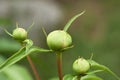 A peony bush with green unopened buds. An ant crawls along one bud. Macro photography. Selective focus