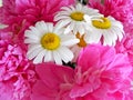 Peony and camomile bouquet