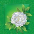 Peony card 1