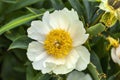 Peony `Claire de Lune` paeonia