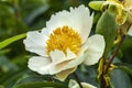 Peony `Claire de Lune` paeonia0 Royalty Free Stock Photo