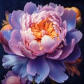 Peony close-up on a black background. Lilac flower. Acrylic painting. Generative AI