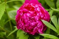 Peony close-up. Peony rose renaissance after rain close-up. Red Spring Flower. Money flower of happiness.
