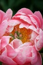 Peony Coral Charm