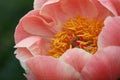 Peony Coral Charm