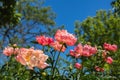 Peony Coral Charm orange pink peony flower in bloom