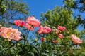 Peony Coral Charm orange pink peony flower in bloom