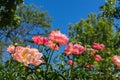 Peony Coral Charm orange pink peony flower in bloom