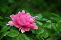 The peony with dew