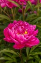 Peony with drops of dew Royalty Free Stock Photo