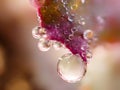 Peony in drops of water. Background with flowers petals. Pink peony flower in dew drops. Royalty Free Stock Photo