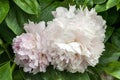 Peony `Eden`s Perfume` Paeonia lactiflora