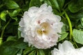 Peony `Eden`s Perfume` Paeonia lactiflora