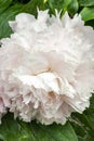 Peony `Eden`s Perfume` Paeonia lactiflora