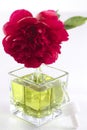Peony - essential oil and perfume