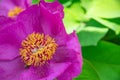 Peony evading Royalty Free Stock Photo