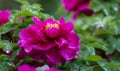 Peony experiencing a spring rain last night