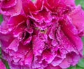 Peony experiencing a spring rain last night