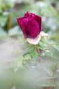 Peony experiencing a spring rain last night