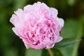 Peony The Fawn. Double pink peony flower. Beautiful pink peony blooms in the garden.