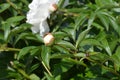 Peony Festiva Maxima