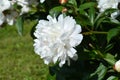 Peony Festiva Maxima