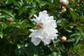 Peony Festiva Maxima