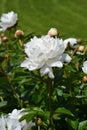 Peony Festiva Maxima