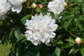 Peony Festiva Maxima