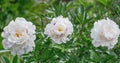 Peony Festiva Maxima is a versatile plant that looks equally great in single and group plantings, and even in cut.