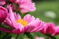 Peony Royalty Free Stock Photo